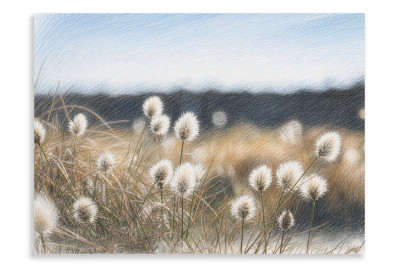 Common Cotton Grass- Artistic